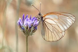 Attēlu rezultāti vaicājumam “Aporia crataegi pupa”