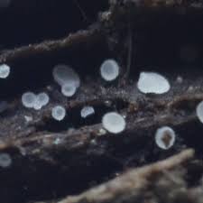 Attēlu rezultāti vaicājumam “Hyaloscypha hyalina”