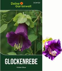 Image result for Glockenrebe