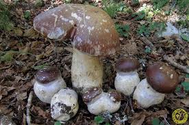 Attēlu rezultāti vaicājumam “Cortinarius praestans”
