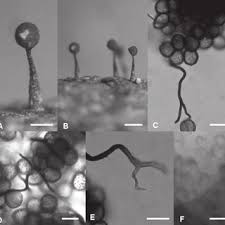 Attēlu rezultāti vaicājumam “Diachea muscorum macro”