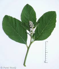 Attēlu rezultāti vaicājumam “Phytolacca acinosa”