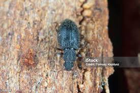 Attēlu rezultāti vaicājumam “Latridiidae”