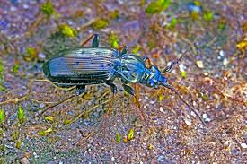 Attēlu rezultāti vaicājumam “Loricera pilicornis”