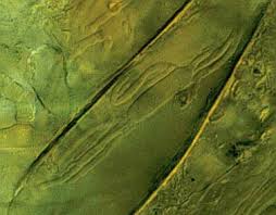 Attēlu rezultāti vaicājumam “Phleogena faginea sessile”