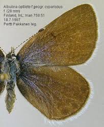 Attēlu rezultāti vaicājumam “Vacciniina optilete male”