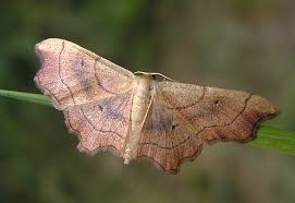 Attēlu rezultāti vaicājumam “Idaea emarginata”