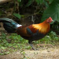 Attēlu rezultāti vaicājumam “Gallus”