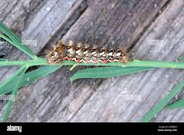 Attēlu rezultāti vaicājumam “Acronicta rumicis larva”