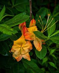 Attēlu rezultāti vaicājumam “Rhododendron calendulaceum flower”