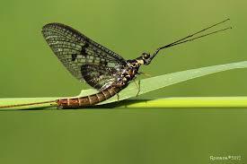 Attēlu rezultāti vaicājumam “Ephemera vulgata”