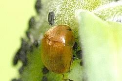 Attēlu rezultāti vaicājumam “Cychramus luteus”