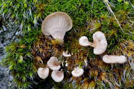 Attēlu rezultāti vaicājumam “Arrhenia retiruga”