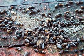 Image result for insect poop