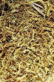 Attēlu rezultāti vaicājumam “Drepanocladus aduncus var. polycarpon”