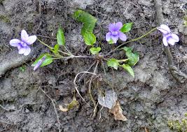 Image result for Veilchen