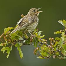 Attēlu rezultāti vaicājumam “Anthus trivialis adult”