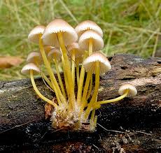 Attēlu rezultāti vaicājumam “Mycena renati”