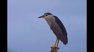 Attēlu rezultāti vaicājumam “Nycticorax nycticorax adult”