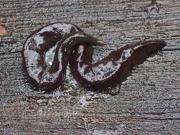 Attēlu rezultāti vaicājumam “Plathelminthes”