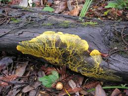 Attēlu rezultāti vaicājumam “Physarum ovisporum sessile”