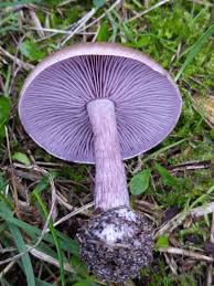 Attēlu rezultāti vaicājumam “Lepista sp.”