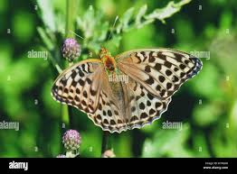 Attēlu rezultāti vaicājumam “Argynnis paphia female”