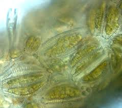 Attēlu rezultāti vaicājumam “Epirhoe tristata”