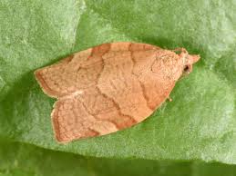 Attēlu rezultāti vaicājumam “Pandemis cerasana”