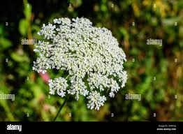 Attēlu rezultāti vaicājumam “Anthriscus sylvestris flower”