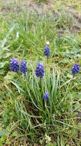 Attēlu rezultāti vaicājumam “Muscari neglectum”