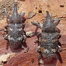 Attēlu rezultāti vaicājumam “Pissodes castaneus”