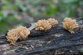 Attēlu rezultāti vaicājumam “Arcyria helvetica macro”