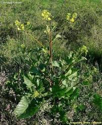 Attēlu rezultāti vaicājumam “Sinapis arvensis flower”