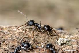 Attēlu rezultāti vaicājumam “Lasius fuliginosus”