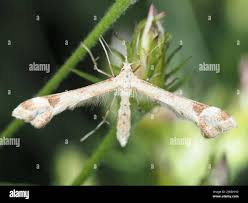 Attēlu rezultāti vaicājumam “Platyptilia sp.”