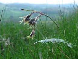 Attēlu rezultāti vaicājumam “Luzula campestris”