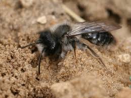 Attēlu rezultāti vaicājumam “Andrena vaga”