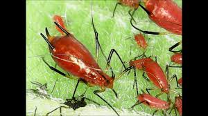 Attēlu rezultāti vaicājumam “Uroleucon cirsii”