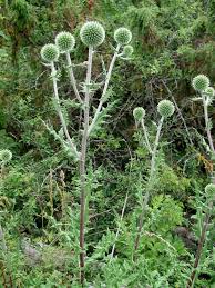 Image result for Echinops spaerocephalus