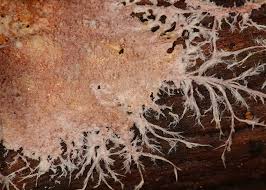 Attēlu rezultāti vaicājumam “Steccherinum fimbriatum”