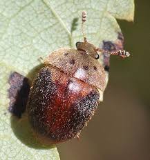Attēlu rezultāti vaicājumam “Cychramus luteus”