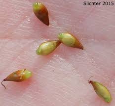 Attēlu rezultāti vaicājumam “Carex dioica”