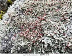 Attēlu rezultāti vaicājumam “Dibaeis baeomyces”