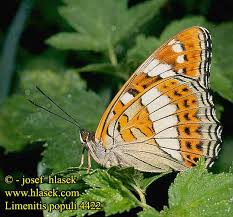 Attēlu rezultāti vaicājumam “Limenitis populi”