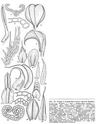 Attēlu rezultāti vaicājumam “Pottiales”