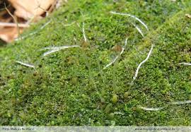 Attēlu rezultāti vaicājumam “Riccardia palmata”