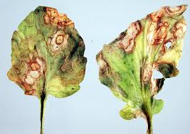 Attēlu rezultāti vaicājumam “Ombrophila violacea spores”