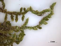 Attēlu rezultāti vaicājumam “Hypnum cupressiforme var. filiforme”