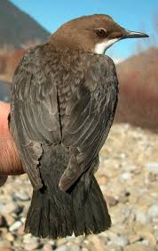 Attēlu rezultāti vaicājumam “Cinclus cinclus adult”